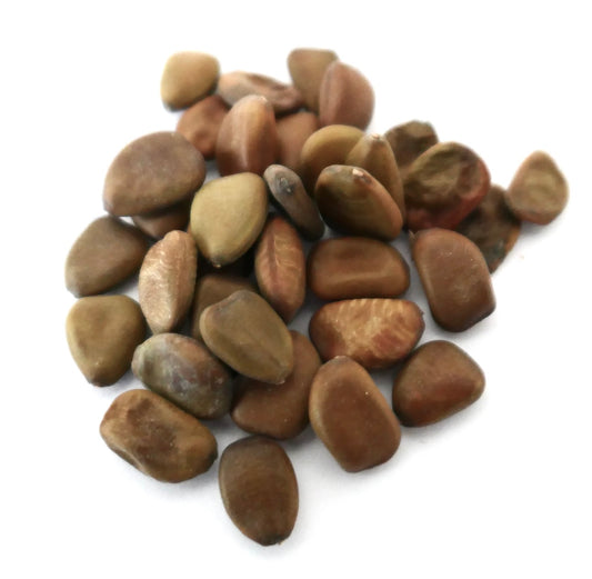 Caesalpinia pulcherrima brown smooth seeds for ornamental flowering shrub cultivation