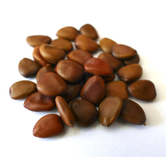 Caesalpinia pulcherrima smooth brown seeds close-up on white background