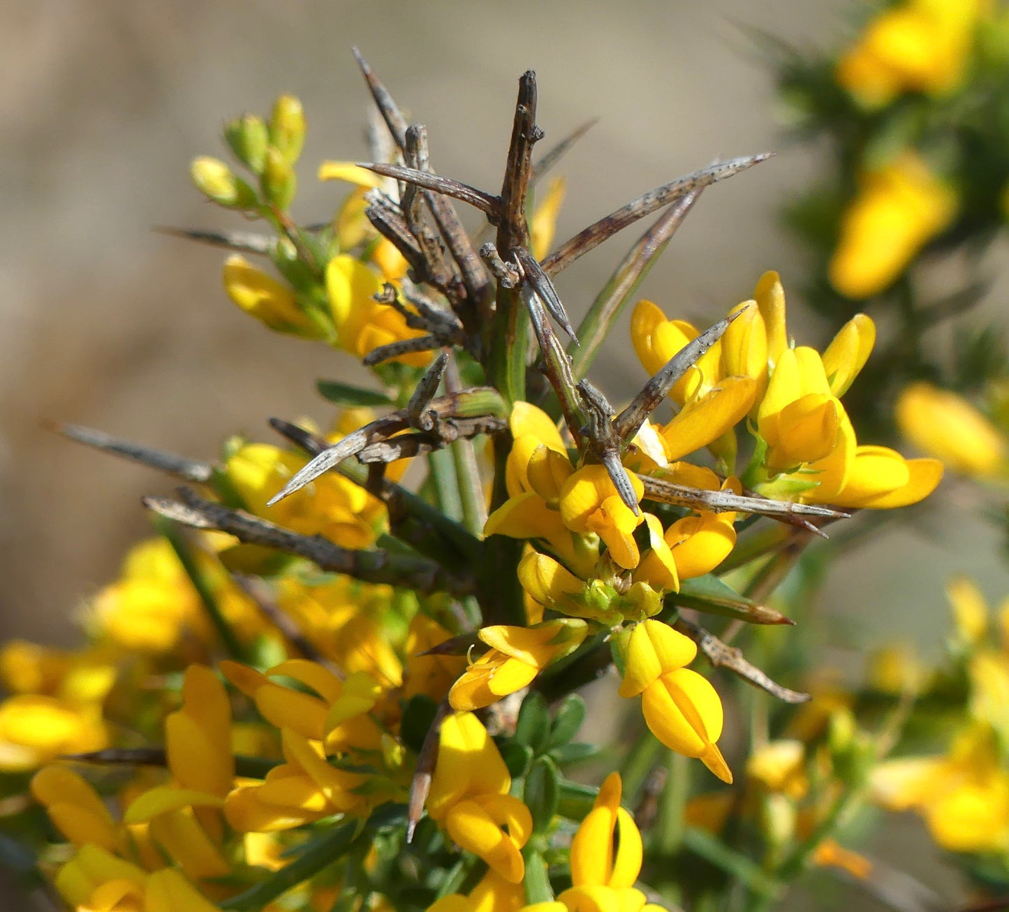 Calicotome spinosa spiny shrub with bright yellow pea-like flowers and sharp thorns