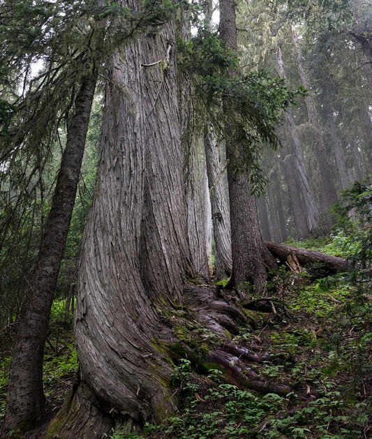 Callitropsis nootkatensis large ancient tree with textured bark in dense forest