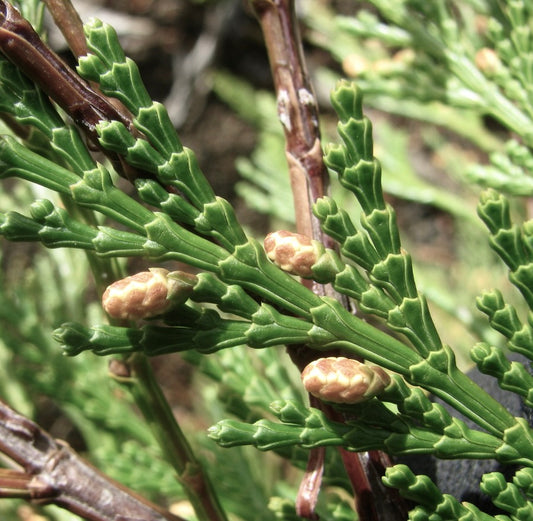 Acercamiento de Calocedrus decurrens mostrando follaje verde texturizado y pequeñas piñas