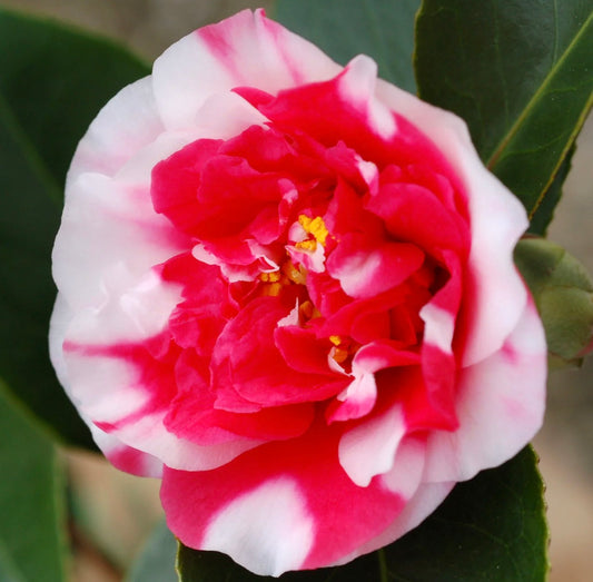 Camellia japonica cv GENERAL COLETTI vibrant pink and white variegated double flower bloom