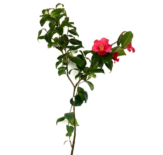 Camellia japonica cv MARIA ANTONIETTA blooming shrub with glossy green leaves and vibrant pink flowers