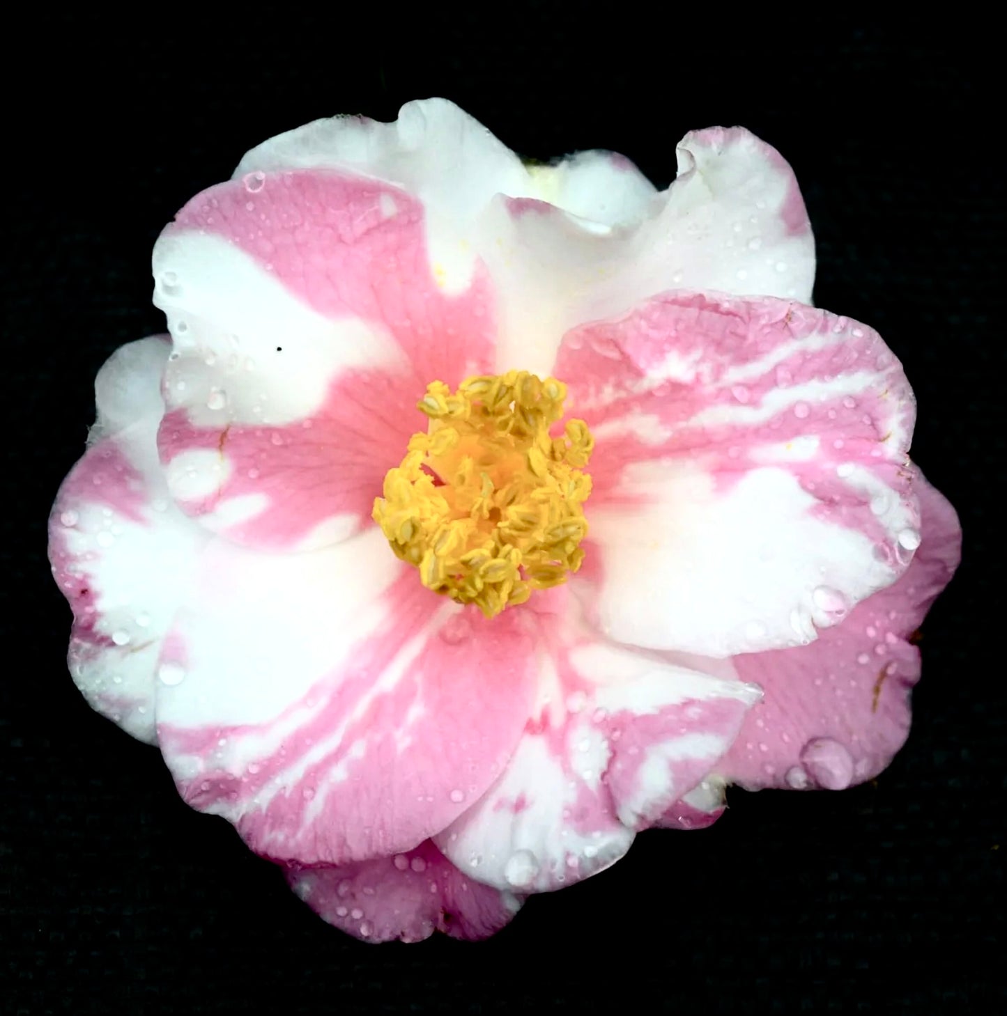 Camellia sasanqua cv SHIBORI EGAO variegated pink and white flower with yellow stamens