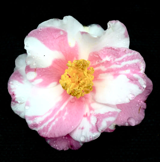 Camellia sasanqua cv SHIBORI EGAO