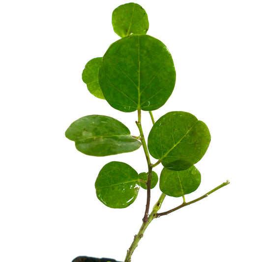 Capparis spinosa var. inermis green round leaves on slender thornless stem plant