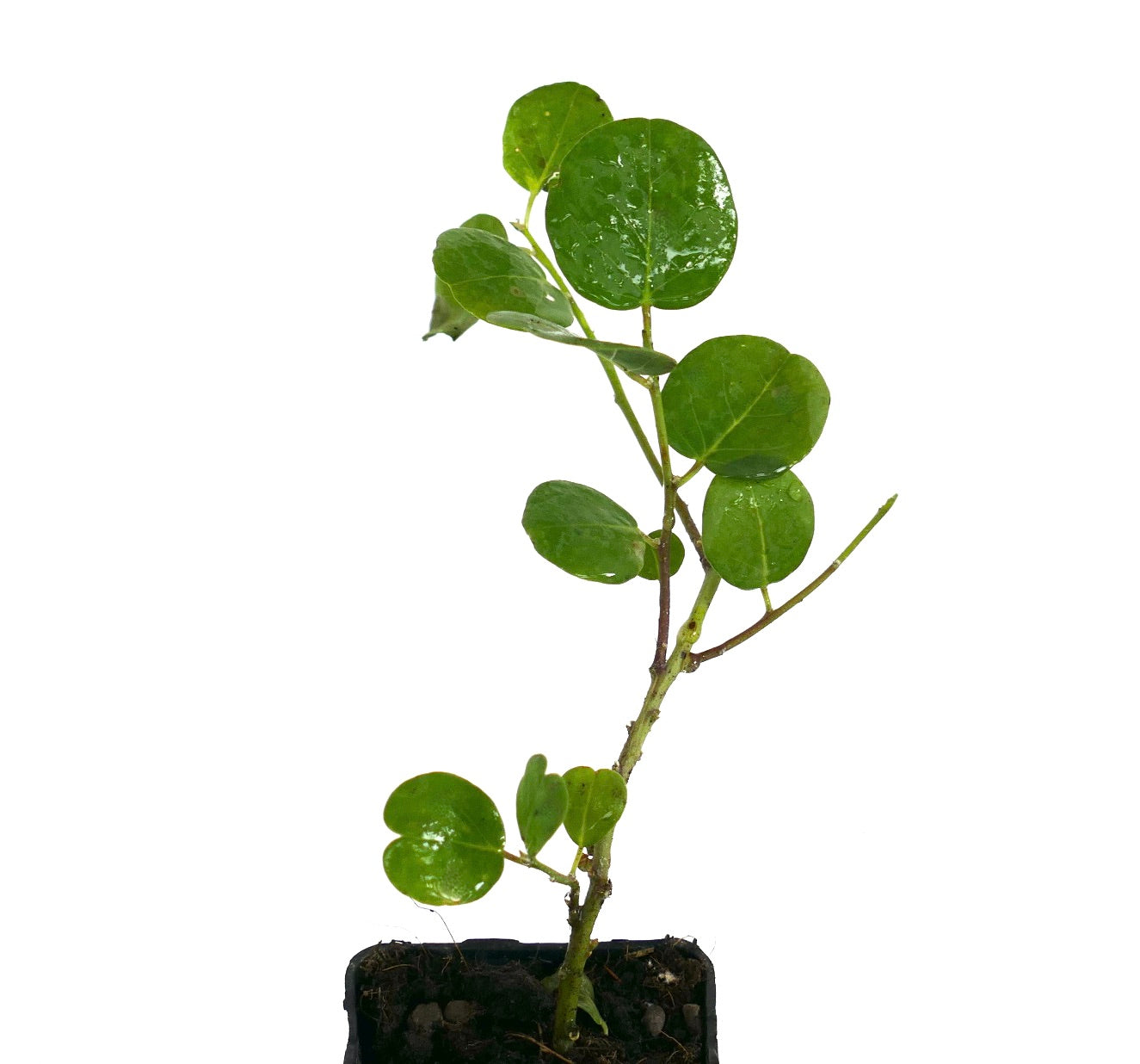 Capparis spinosa var. inermis young plant with glossy round green leaves and slender stems