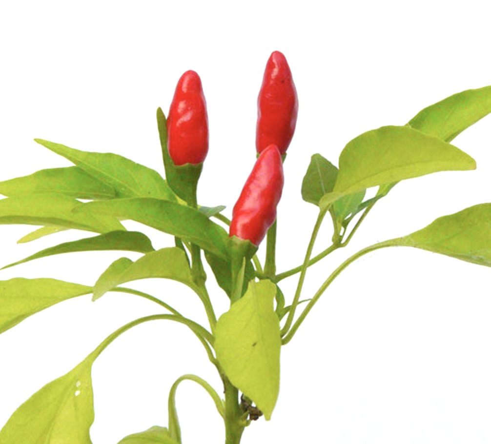 Capsicum annuum bright red chili peppers with fresh green leaves on stem