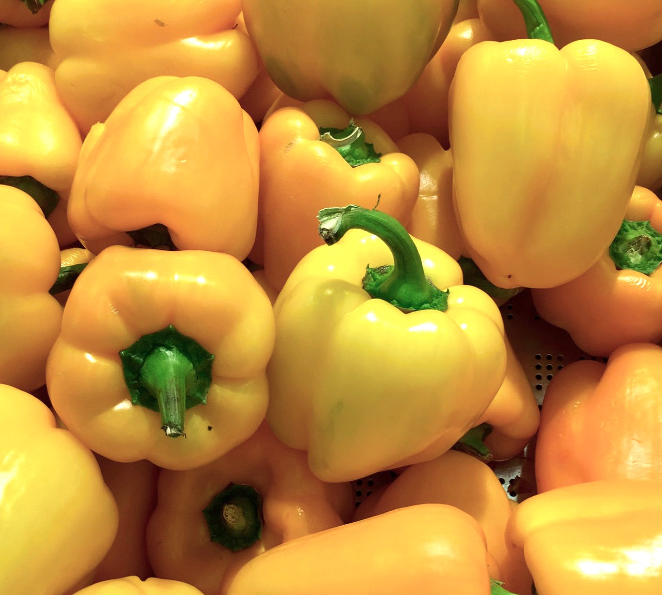 Capsicum annuum var. grossum glossy yellow bell peppers with green stems and smooth skin
