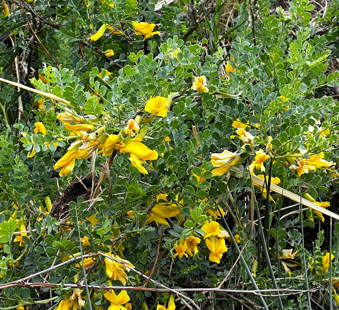 Caragana microphylla shrub with dense green foliage and vibrant yellow pea-like flowers