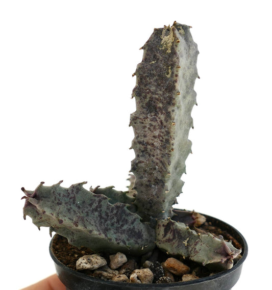 Caralluma burchardii succulent with thick, ridged, purple-speckled stems in small pot