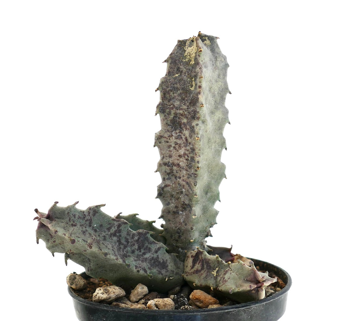 黒い鉢に入った厚くてリブのある、紫色の斑点があるカラルマ・バーチャルディイ多肉植物の茎