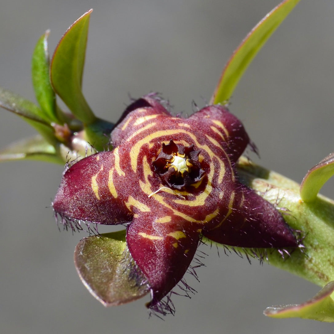 Caralluma europaea var. europaea succulent star-shaped purple flower with yellow stripes and fine hairs