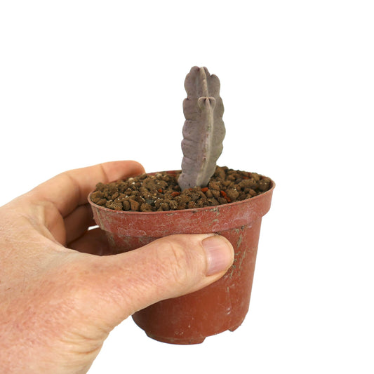 Caralluma flava small succulent with thick, ribbed, purple-gray stems in a pot