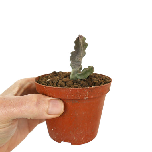 Caralluma flava succulent with thick, wavy, greenish-gray branched stems in small pot