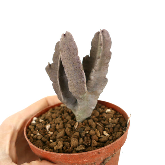 Caralluma flava succulent with thick, purple-gray multi-branched stems in small pot