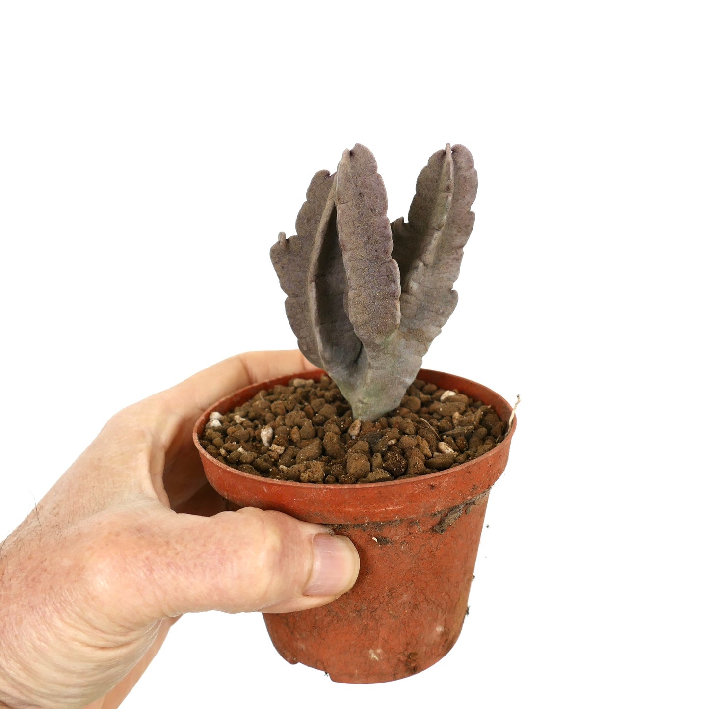 Succulenta Caralluma flava con fusti spessi, costolati, viola-grigio e ramificati in vaso piccolo