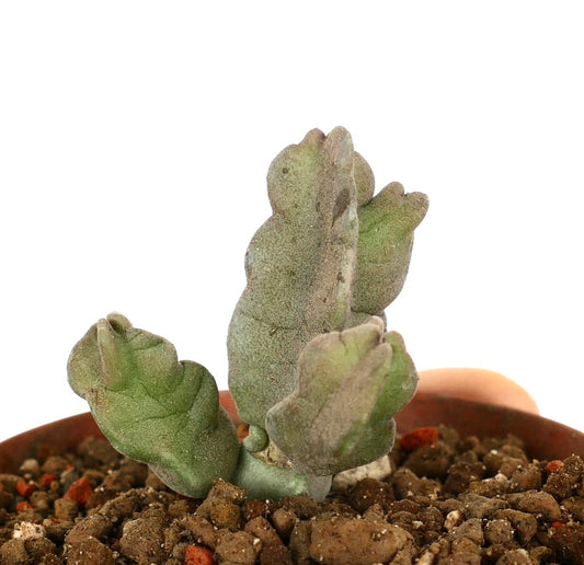 Caralluma flava succulent with thick, fleshy, greenish-gray branched stems in soil