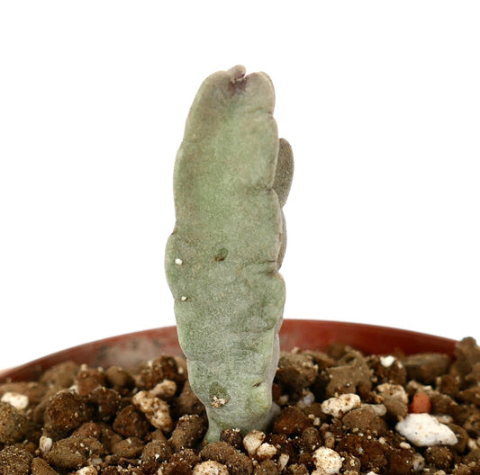 Caralluma flava succulent with thick, elongated green stems and textured surface in potting soil