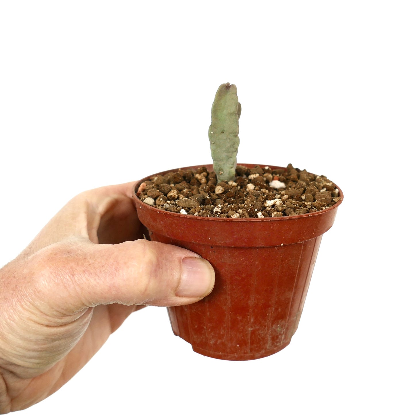 Caralluma flava piccola succulenta con fusto verde spesso in vaso di plastica marrone tenuto in mano