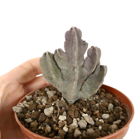 Caralluma flava succulent with thick, fleshy, purple-green lobed branches in small pot