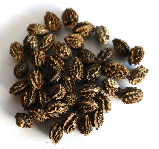 Carica papaya cv "INDIANA" seeds with textured, ridged brown surface close-up