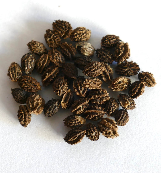 Carica papaya cv "SOLO" textured brown seeds with ridged surface for planting