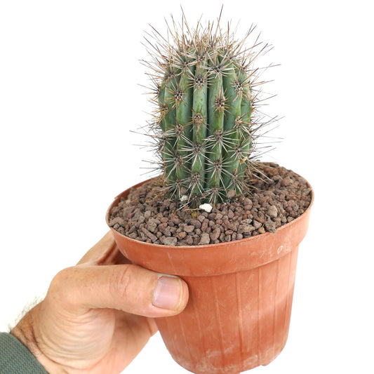 Carnegiea gigantea small green cactus with long sharp spines in terracotta pot