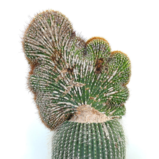 Carnegiea polylopha crested saguaro cactus with unique fan-shaped growth and dense spines