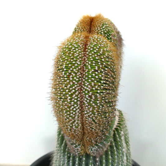 Carnegiea polylopha rare crested cactus with dense golden spines and ribbed texture