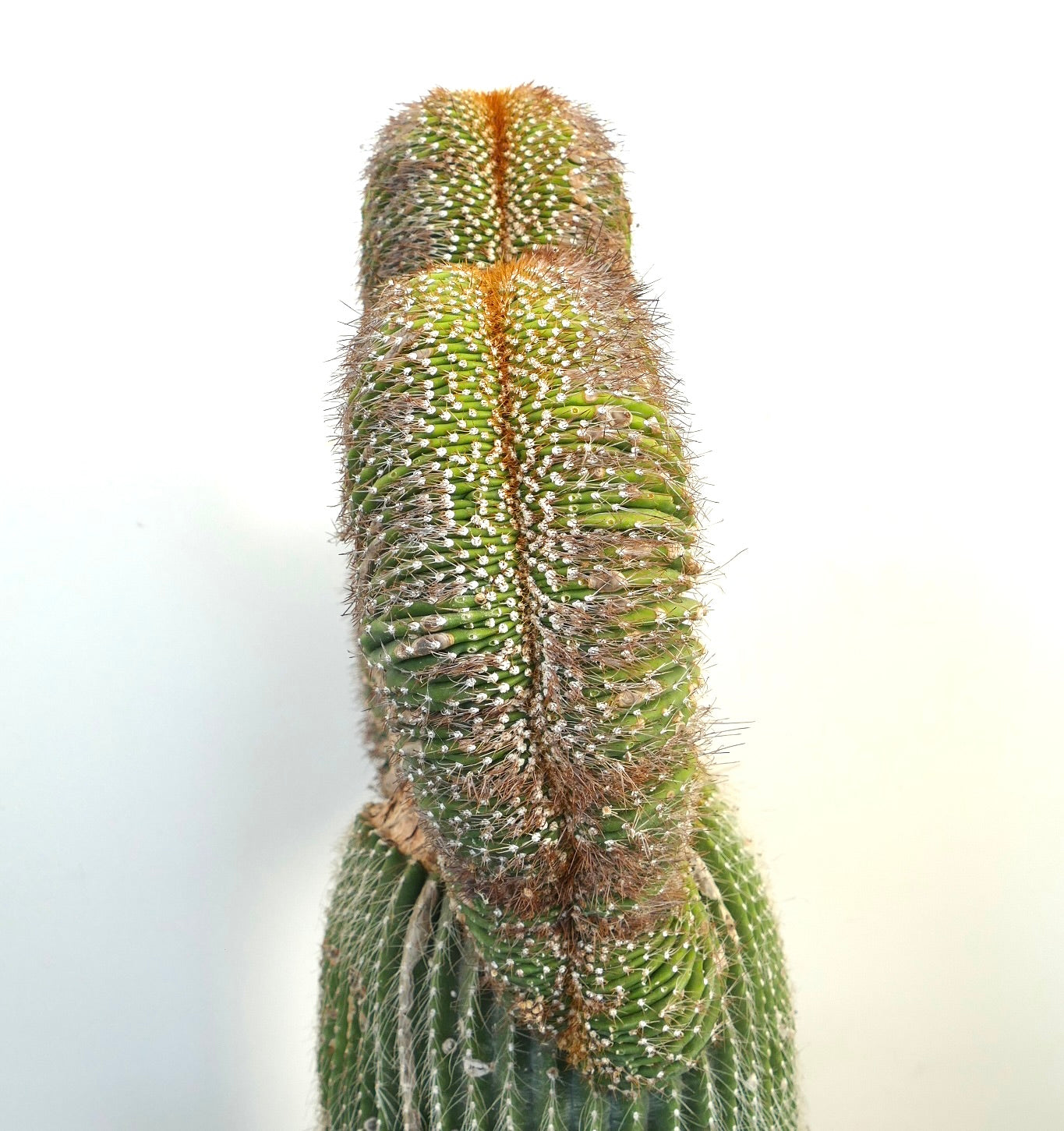 Carnegiea polylopha rare crested cactus with dense spines and ribbed green stems