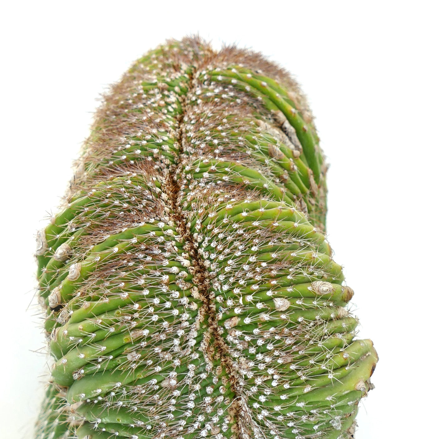 Carnegiea polylopha crested rare cactus with dense white spines and ribbed green stem