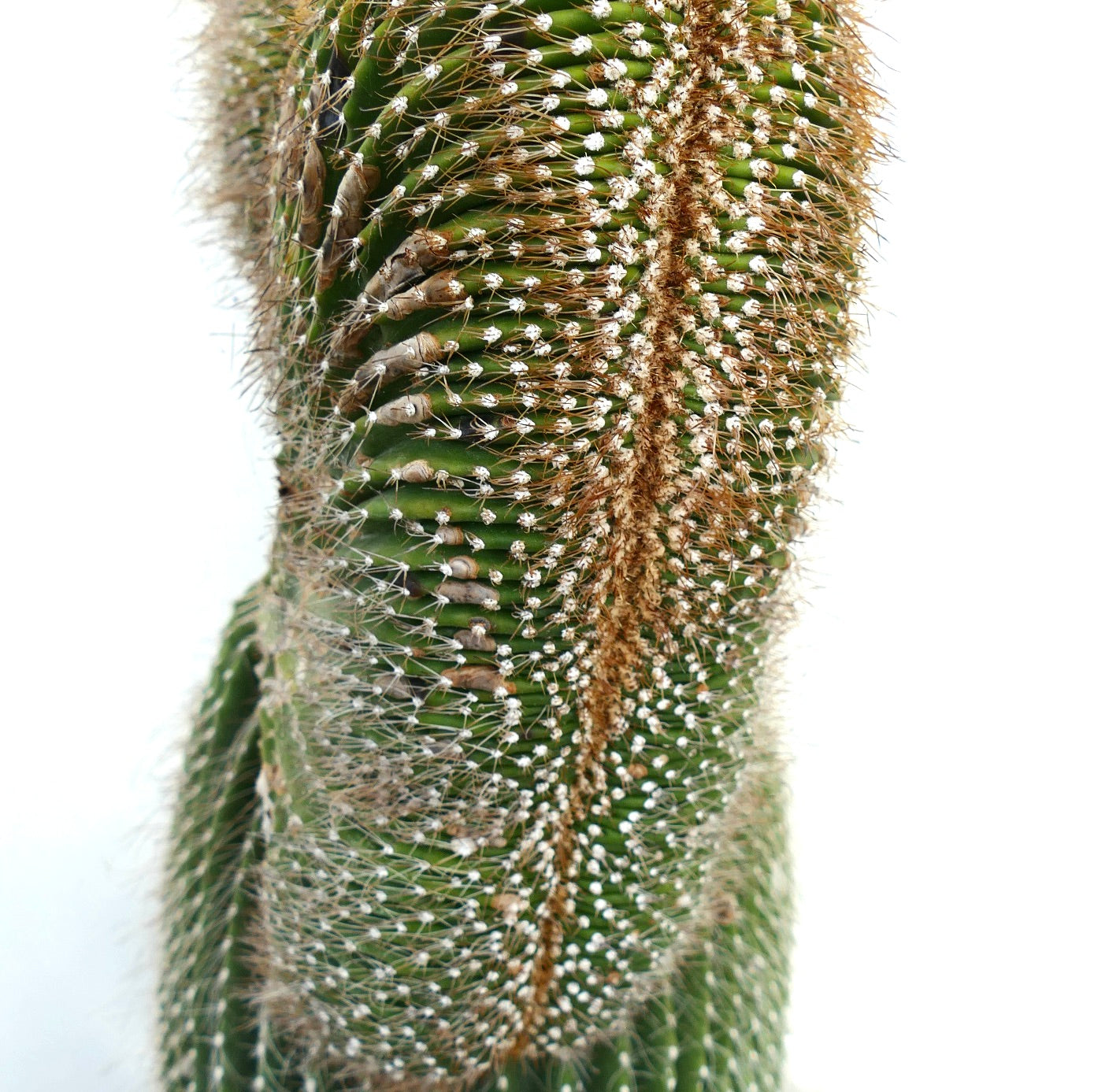 Carnegiea polylopha rare crested cactus with dense white and brown spines close-up