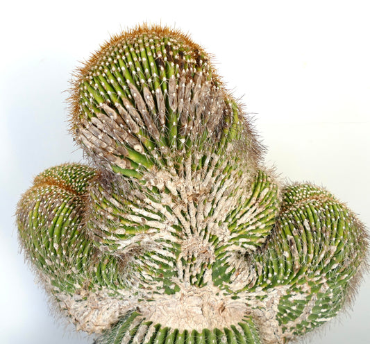 Carnegiea polylopha rare crested cactus with dense spines and textured green stems
