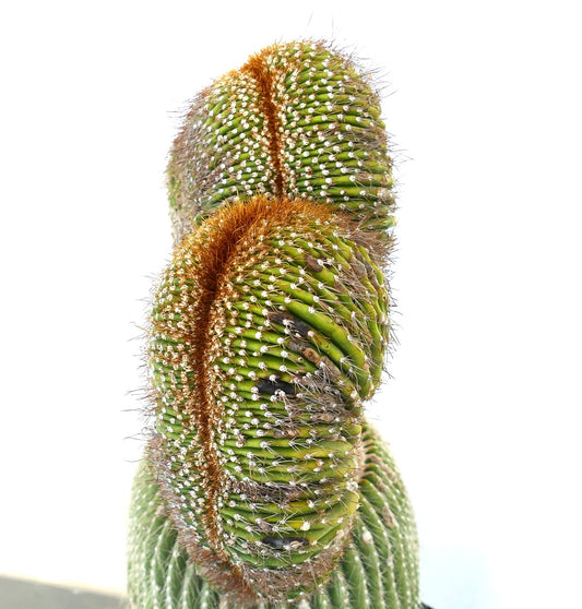 Carnegiea polylopha rare crested cactus with dense white spines and brown ridges