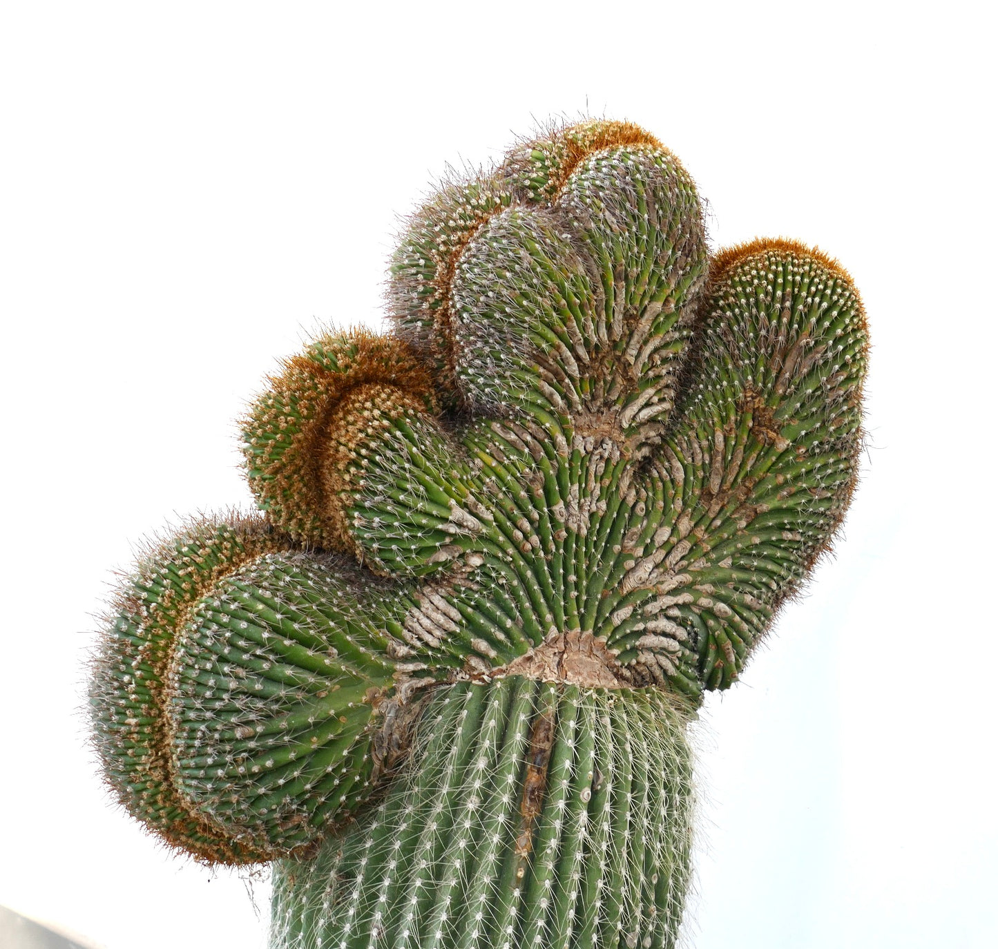 Carnegiea polylopha rare crested cactus with dense spines and textured green stems