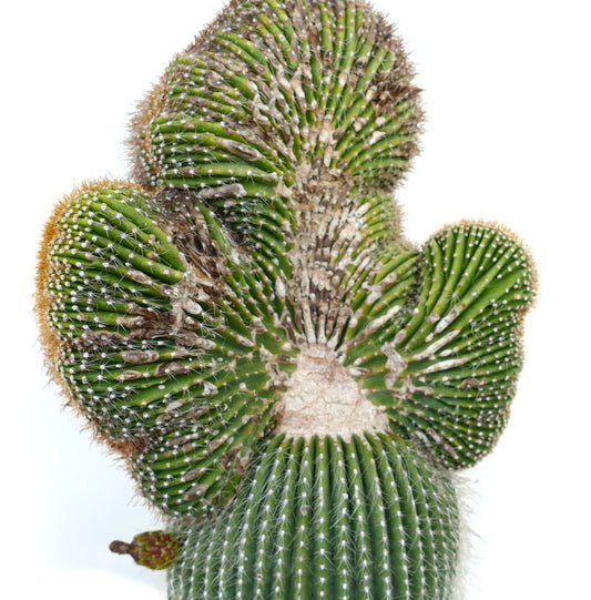 Carnegiea polylopha rare crested cactus with ribbed green stems and white spines
