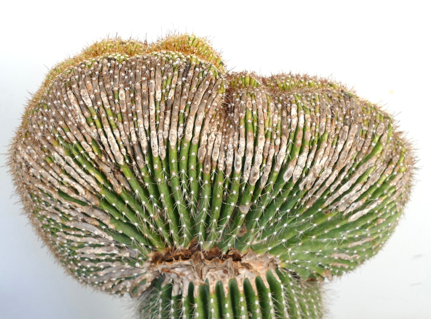 Carnegiea polylopha rare crested cactus with ribbed green stems and small spines
