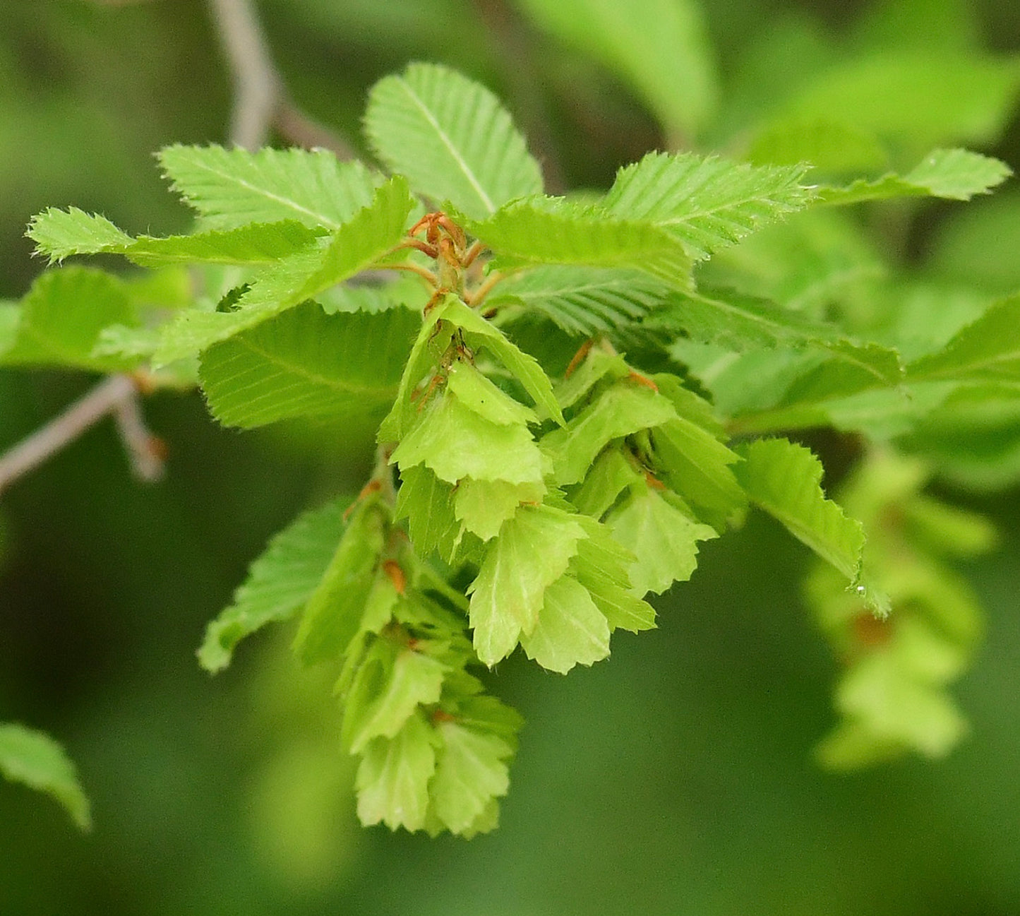 Carpinus orientalis fresh green serrated leaves with textured surface close-up
