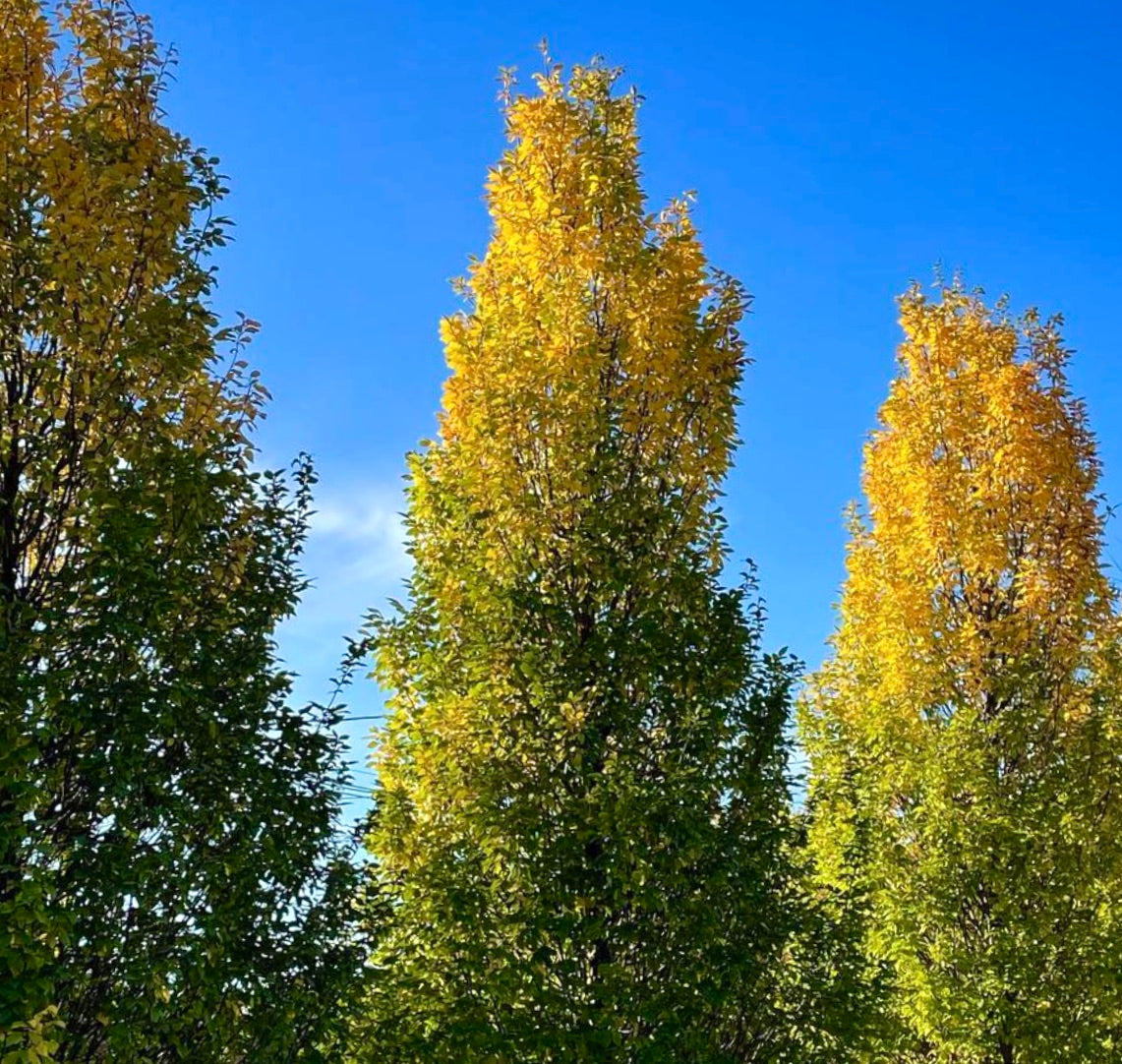 Carpinus betulus cv FRANS FONTAINE