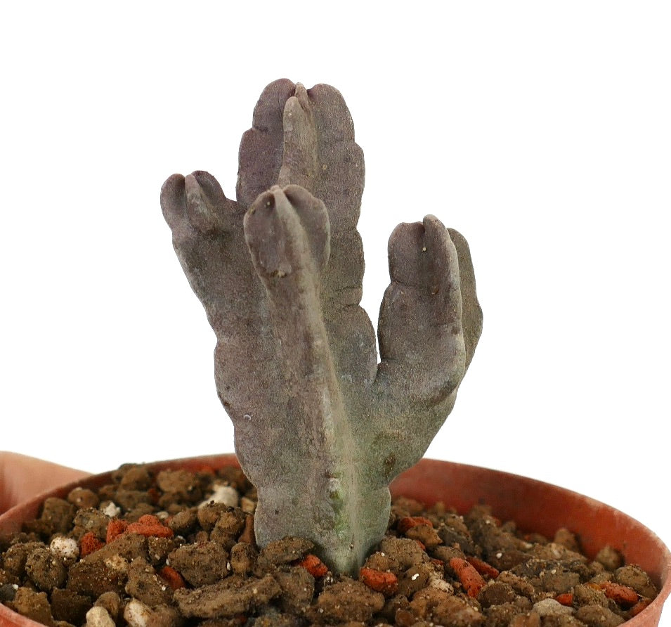 Caralluma flava suculenta com ramos carnudos espessos, roxo-acinzentados, em vaso pequeno