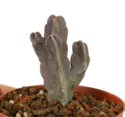 Caralluma flava succulent with thick, purple-gray fleshy branches in small pot