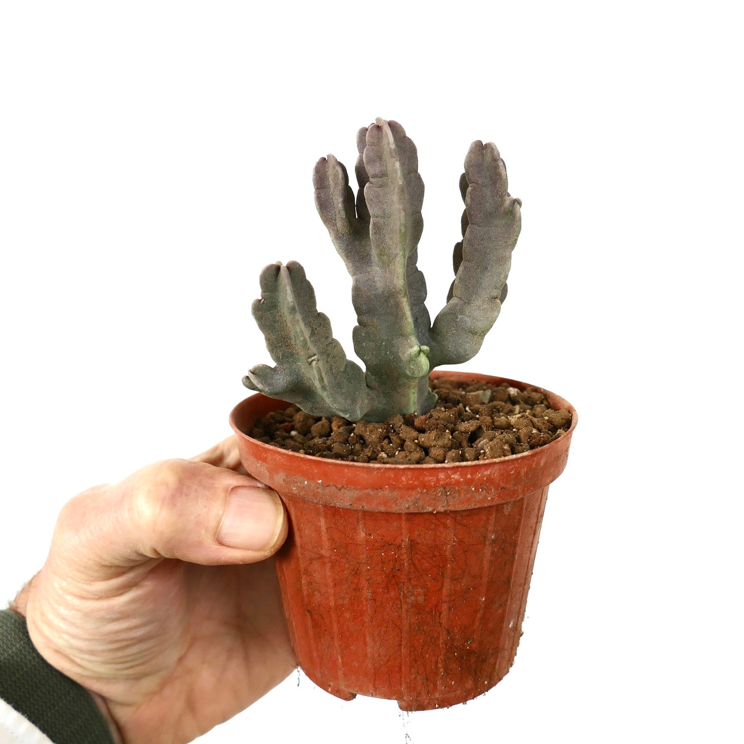 Caralluma flava succulent with thick, branched, gray-green stems in terracotta pot