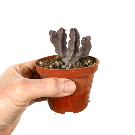 คารัลลูมา ฟลาวา ไม้อวบน้ำสายพันธุ์หายาก มีลำต้นหนาสีม่วงแตกกิ่งหลายแฉกในกระถางขนาดเล็ก