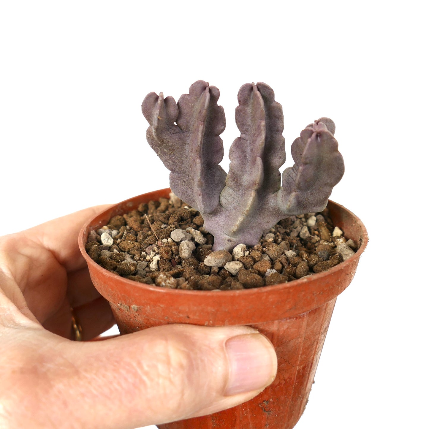 Caralluma flava Sukkulente mit dicken, violetten, verzweigten Stielen in kleinem Topf, der von Hand gehalten wird