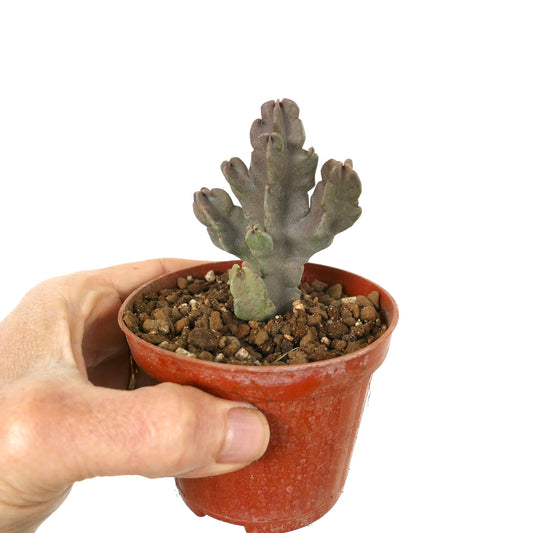 คารัลลูมา ฟลาวา ต้นอวบน้ำมีลำต้นหนาหลากกิ่งในกระถางเทอราคอตต้าขนาดเล็ก