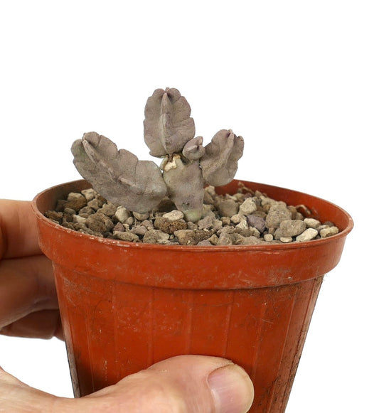 คาราลลูมา ฟลาวา ต้นอวบน้ำที่มีลำต้นแตกแขนงหนา เนื้อหนา สีเขียวอมเทา ในกระถางเล็ก