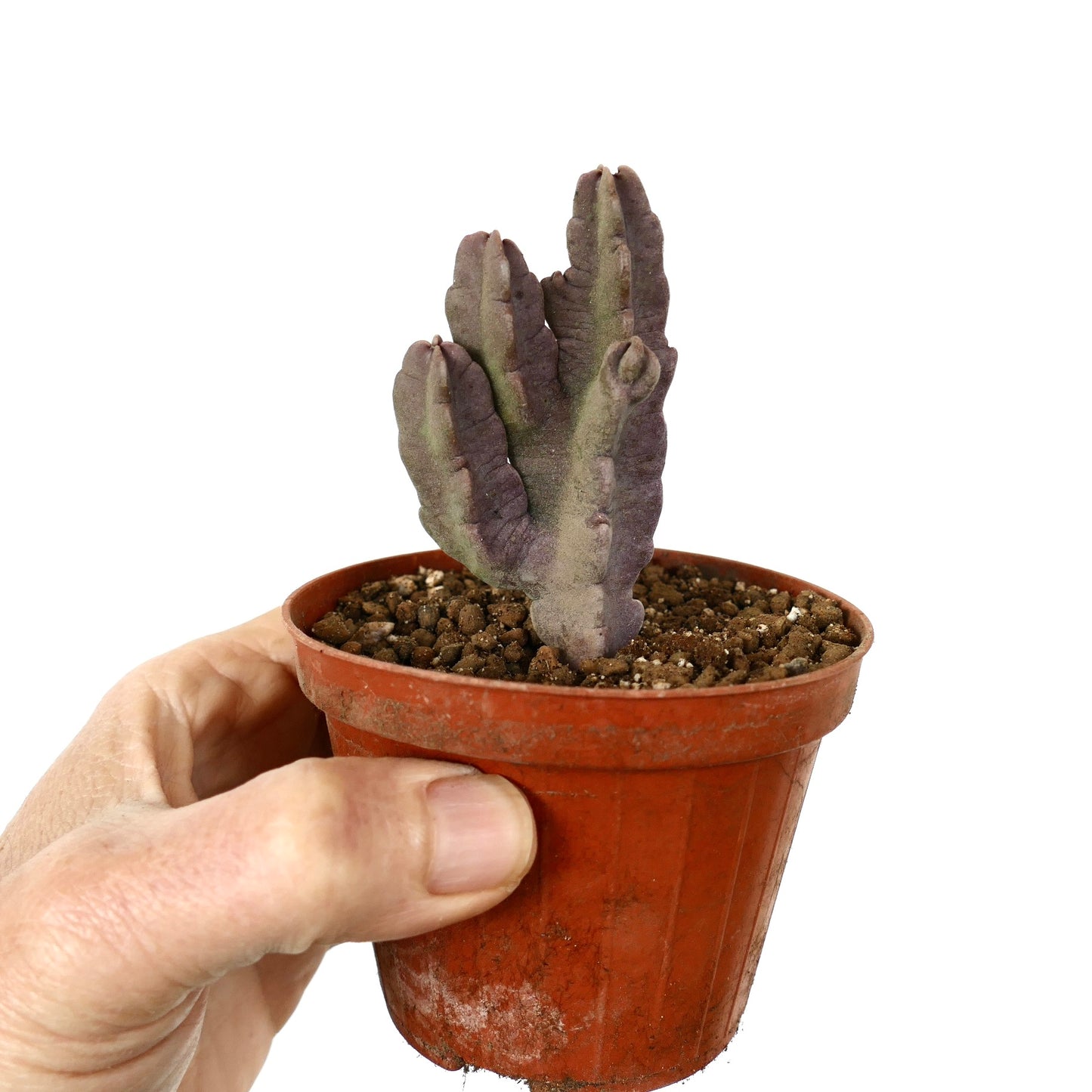 Caralluma flava succulent with thick, fat purple-green branches in small pot held by hand