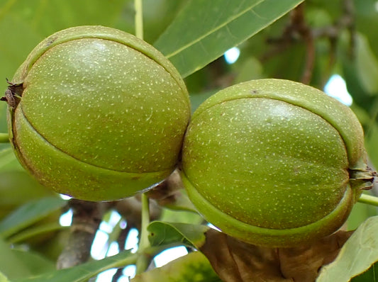 Carya ovata close-up of green, round, textured nuts on leafy branch