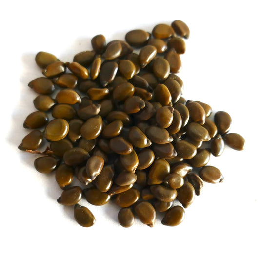 Cassia corymbosa smooth, glossy brown seeds for planting and propagation purposes